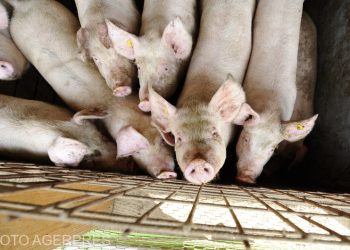 Incendiu la o ferma din Suceava