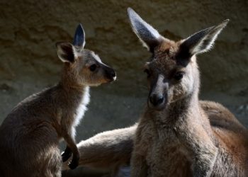 Un pui de cangur gasit pe o strada
