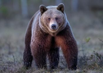 Atacul din Predeal Marturia rudei sefului Salvamont