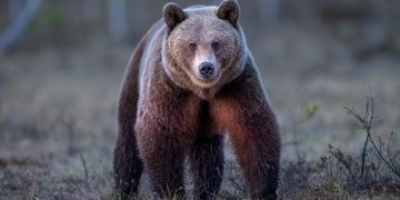 Atacul din Predeal Marturia rudei sefului Salvamont