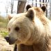 România are cei mai mulți urși din Europa 2 Romania are cei mai multi ursi din Europa