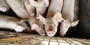 Focar de pesta porcina africana in Carja Vaslui