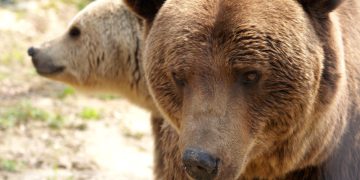 Sanctiunile pentru hranirea ursilor ar putea fi ina sprite