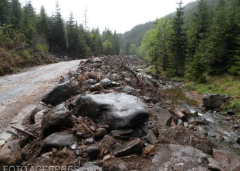 Regenerarea padurilor scade mai ales la rasinose si foioase
