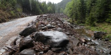 Regenerarea padurilor scade mai ales la rasinose si foioase