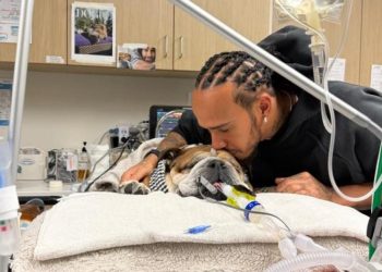 Cainele lui Lewis Hamilton Roscoe in coma in spital