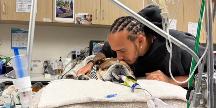 Cainele lui Lewis Hamilton Roscoe in coma in spital