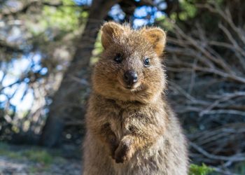 Cel mai vesel animal din lume selfie uri cu quokka