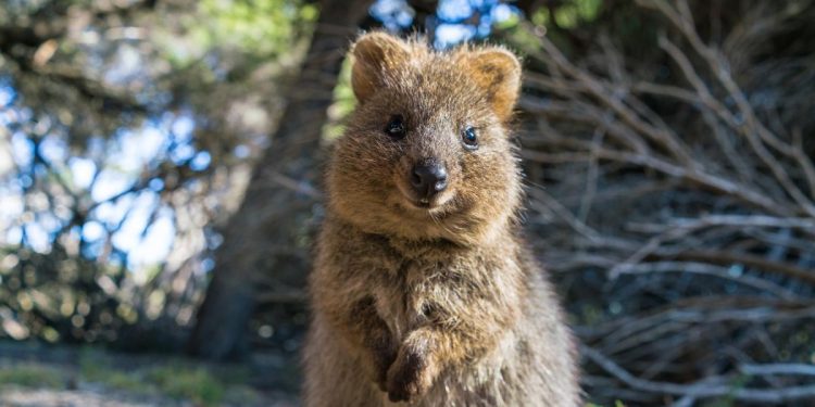 Cel mai vesel animal din lume selfie uri cu quokka