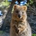 Cel mai vesel animal din lume selfie uri cu quokka