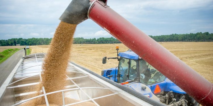 Florin Barbu Produse record la culturile de toamna