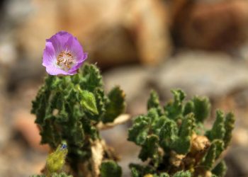Ploile au adus o inflorire rara in Atacama