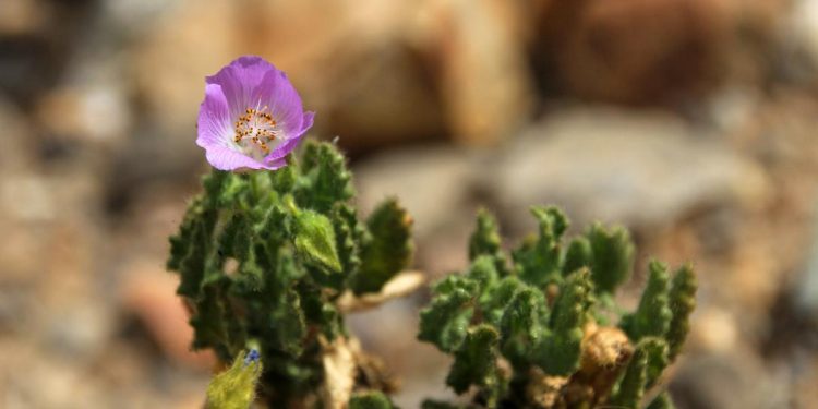 Ploile au adus o inflorire rara in Atacama