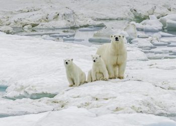 Ursi polari in statia sovietica abandonata din Arctica