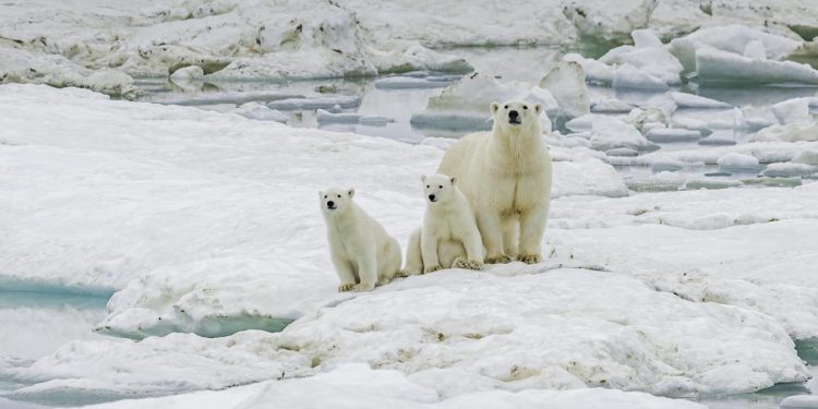 Ursi polari in statia sovietica abandonata din Arctica