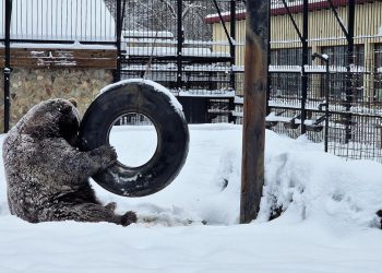 Campanie pentru salvarea ursului Baloo captiv 25 de ani