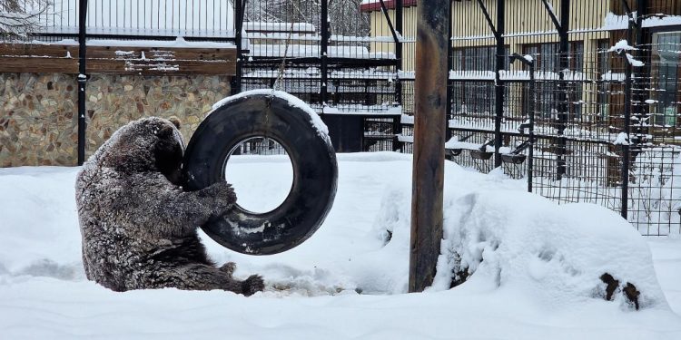 Campanie pentru salvarea ursului Baloo captiv 25 de ani