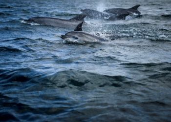 Numarul delfinilor esuati pe Marea Neagra a crescut