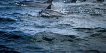 Numarul delfinilor esuati pe Marea Neagra a crescut
