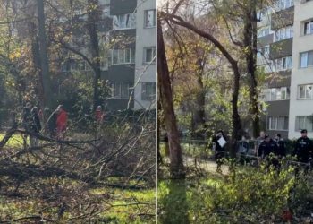 Administratorul Capitalei anunta amenzi mari pentru taieri ilegale