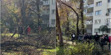 Administratorul Capitalei anunta amenzi mari pentru taieri ilegale