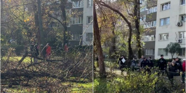 Administratorul Capitalei anunta amenzi mari pentru taieri ilegale