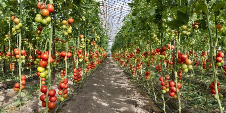 Ce se intampla cu impozitul pe sere si solarii