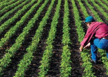 Ministerul Agriculturii a aprobat plati de peste 527 milioane de euro