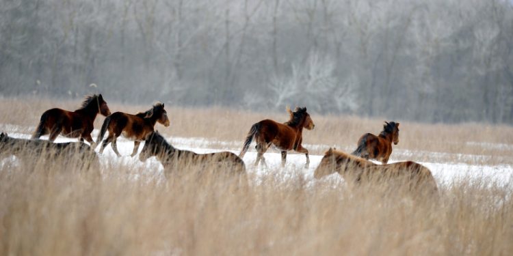 Administratia Rezervatiei Biosferei Delta Dunariei anunta ca a implementat masuri pentru hranirea cailor salbatici din zona Grindului Letea