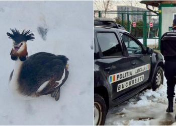 O pasare uimitoare din Delta Vacaresti parte a unei specii protejate a fost salvata dupa ce a