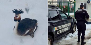 O pasare uimitoare din Delta Vacaresti parte a unei specii protejate a fost salvata dupa ce a