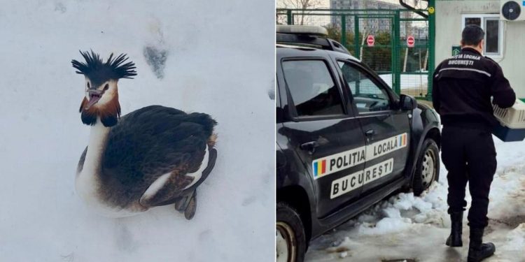 O pasare uimitoare din Delta Vacaresti parte a unei specii protejate a fost salvata dupa ce a