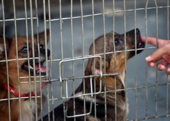 Peste 70 de caini mutari de la un adapost din Vrancea in urma deschiderii unei anchete penale pentru