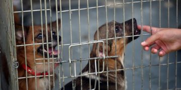 Peste 70 de caini mutari de la un adapost din Vrancea in urma deschiderii unei anchete penale pentru