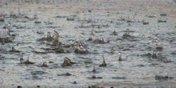 Meteorologii anunta ca Romania este afectata de un ciclon mediteranean