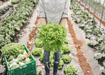 cercetatorii in legumicultura scrisoare adresata prim ministrului ni s a spus invata pentru a avea parte am