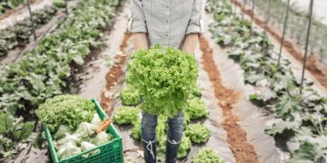 cercetatorii in legumicultura scrisoare adresata prim ministrului ni s a spus invata pentru a avea parte am