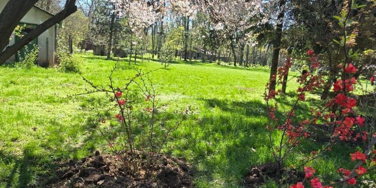 Avem cea mai mare Gradina Japoneza din Europa Imagini impresionante din Herastrau unde Primaria