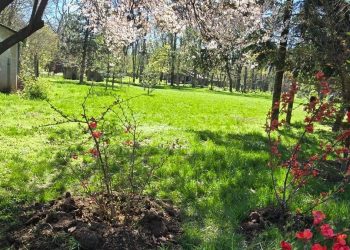 Avem cea mai mare Gradina Japoneza din Europa Imagini spectaculoase din Herastrau unde Primaria