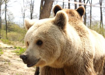 Brasov Autoritatile din Rasnov au hotarat extinderea gardului electric pentru a pastra ursii departe de zonele locuite
