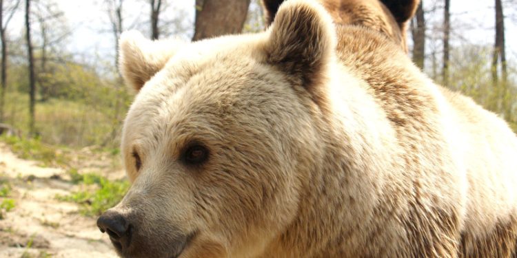 Brasov Autoritatile din Rasnov au hotarat extinderea gardului electric pentru a pastra ursii departe de zonele locuite