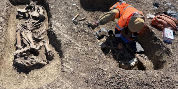 Descoperire remarcabila pe santierul Centurii de Vest a Timisorii Un razboinic ingropat in intregime
