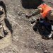 Descoperire remarcabilă pe șantierul Centurii de Vest a Timișoarei: Un războinic îngropat în întregime... 2 Descoperire remarcabila pe santierul Centurii de Vest a Timisorii Un razboinic ingropat in intregime