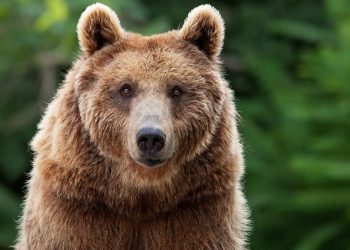 O ursoaica a fost capturata si euthanasiata in Poiana Brasov dupa mai multe aparitii in anumite zone