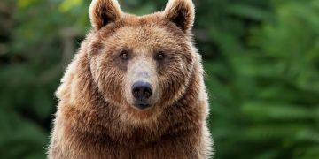O ursoaica a fost capturata si euthanasiata in Poiana Brasov dupa mai multe aparitii in anumite zone