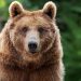 O ursoaică a fost capturată și euthanasiată în Poiana Brașov după mai multe apariții în anumite zone... 2 O ursoaica a fost capturata si euthanasiata in Poiana Brasov dupa mai multe aparitii in anumite zone