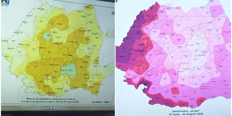 HARTA secetei care afecteaza porumbul si floarea soarelui Temperatura maxima tolerata a fost